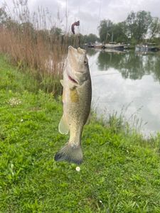 Largemouth Bass