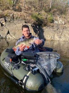 Yellow Perch