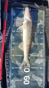 Zander