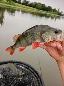 European Perch