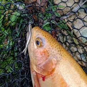 Golden Trout