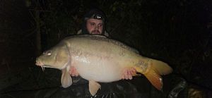 Mirror Carp