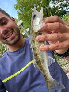 Zander