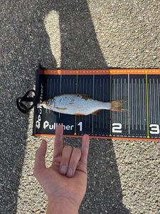 Roach