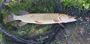 Northern Pike