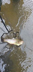 Rainbow Trout