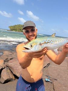 Chub Mackerel