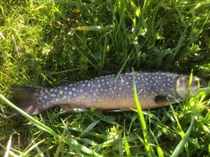 Brook Trout