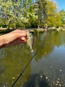Green Sunfish