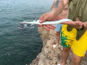 Garfish