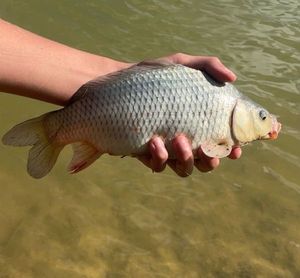 Common Carp