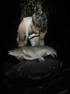 Grass Carp