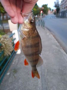 European Perch