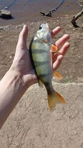 European Perch