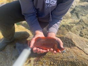 Ballan Wrasse