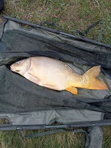 Mirror Carp