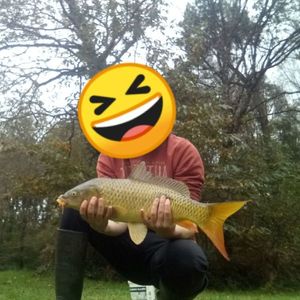 Common Carp