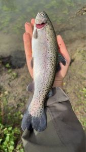 Rainbow Trout