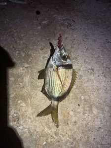 White Seabream