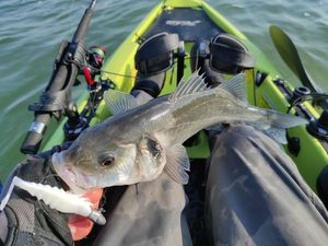 European Bass (Seabass)