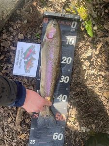 Rainbow Trout