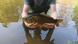 Mirror Carp