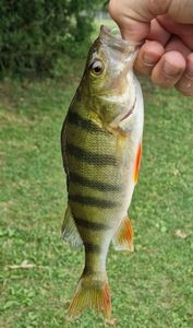 European Perch