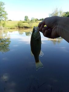 Largemouth Bass