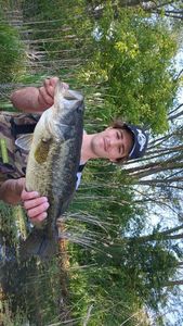 Smallmouth Bass