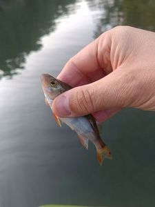 European Perch