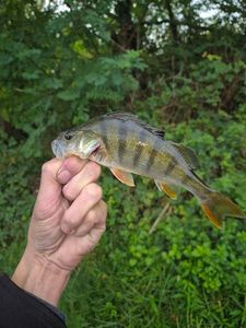 European Perch