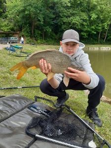 Common Carp