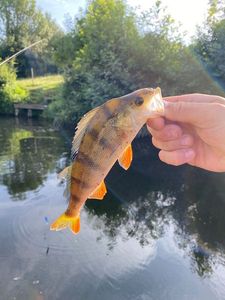 European Perch