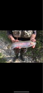 Rainbow Trout