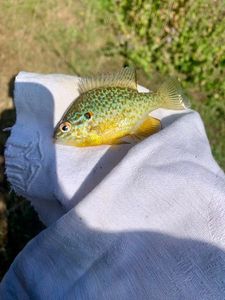 Green Sunfish
