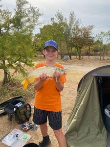 Common Carp