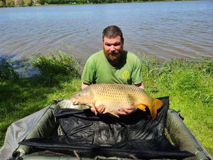 Common Carp