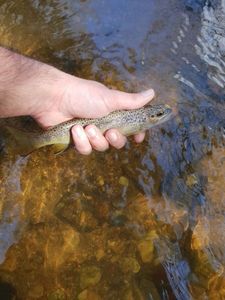 Brown Trout