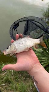 Silver Carp