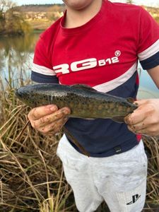 Brown Trout
