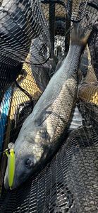 European Bass (Seabass)