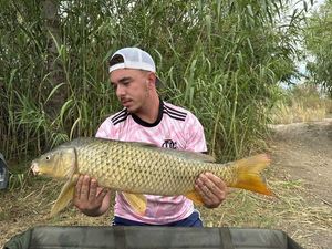 Common Carp