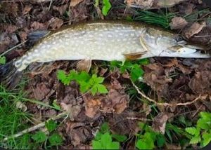 Northern Pike