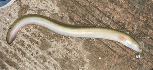 European Eel (Common Eel)