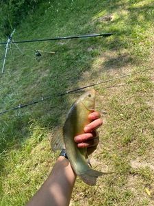 Tench