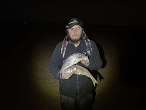 European Bass (Seabass)