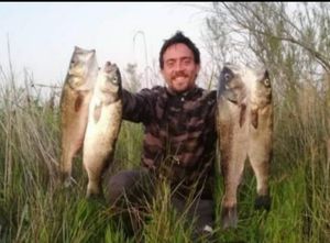 European Bass (Seabass)