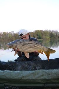 Common Carp