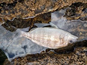 Black Seabream