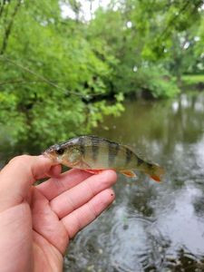 European Perch